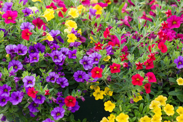 Mix of colorful blooming petunia (Calibrachoa) flowers