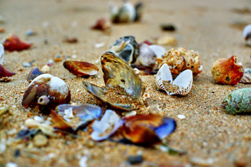 Seashells on the beach