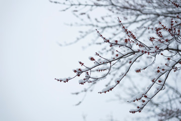 Tree branch with red berries covered in freshly fallen snow
