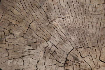 rough old plank of tree wood beautiful shape