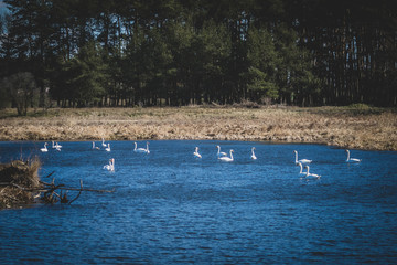 łabędzie © Bartłomiej Kosmatko