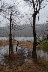 Swampy winter or spring landscape during a rain storm