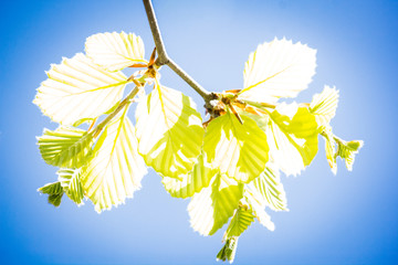 Obraz premium Intentional overexposed picture of a White Alder tree branch detail with young spring leaves