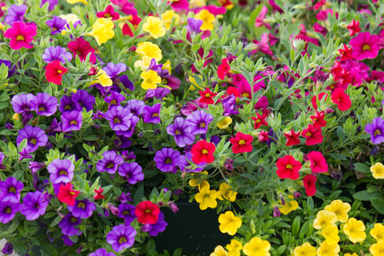 Mix of colorful blooming petunia (Calibrachoa) flowers
