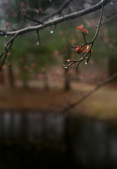 Berries on a tree in the rain