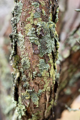Interesting lichen on tree bark