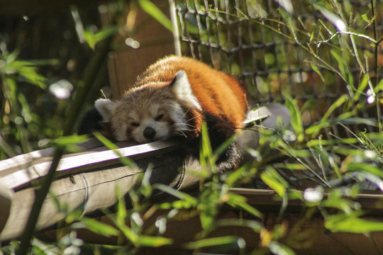 Petit panda roux, m&eacute;nagerie du jardin des plantes, paris