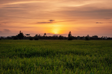 Fototapeta premium Sunset on rice field with drone flying in countryside