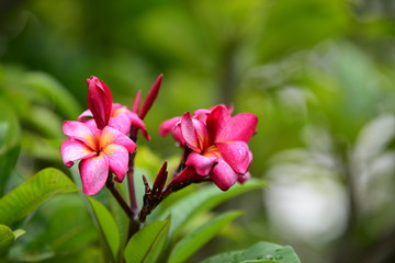 Colorful flowers in the garden.Plumeria flower blooming.Beautiful flowers in the garden	