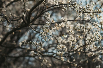 Fruit tree in bloom background