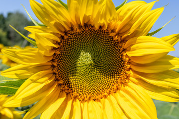 closeup of yellow sunflower in the field