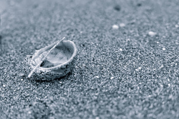 Shell on the sand in black and white image