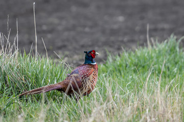 a wild female pheasant