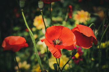Obraz premium Close view of opium poppy blossom in a blurry background. Papaver somniferum, commonly known as the opium poppy or breadseed poppy, is a species of flowering plant in the family Papaveraceae.&nbsp;