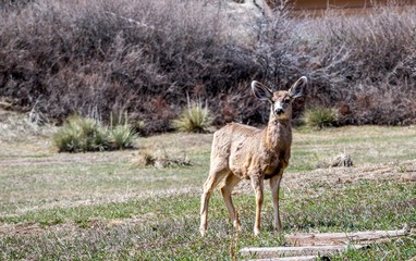 Naklejka na ściany i meble Young deer standing on a front yard in Colorado