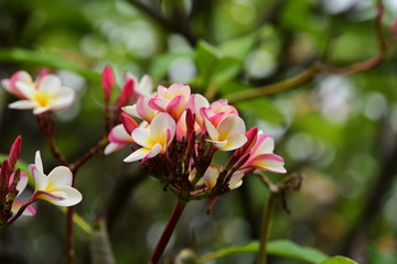 Fototapeta na wymiar Colorful flowers in the garden.Plumeria flower blooming.Beautiful flowers in the garden