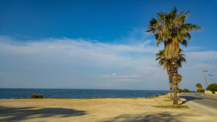 Lonely palm tree standing along the coastline with blue cloudly sky and a road. Space for copy, mediterranean sea coast scene for wallpapers and background