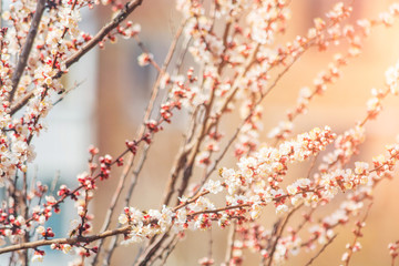 Flowers on the branches of an apricot tree. Spring blooms. Sunny day. Blurred background. Beautiful white flowers. Sun glare.
