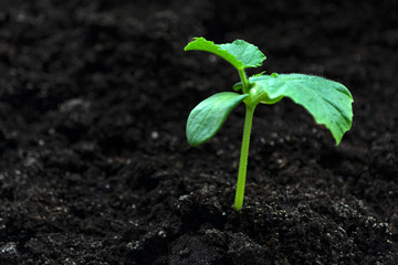 young green sprouts in the ground. Cucumber shoots. Green leaves. Black soil. Vegetable plants. Agricultural business. Free space for text. Blurred background.