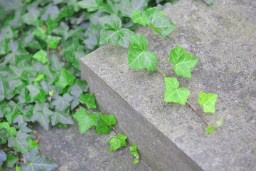 Historic Lychakivsky cemetery in lviv