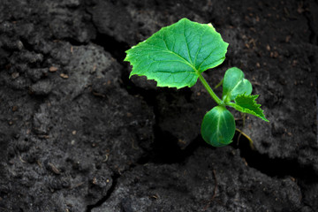 young green sprouts in the ground. Cucumber shoots. Green leaves. Black soil. Vegetable plants. Agricultural business. Free space for text. Blurred background.