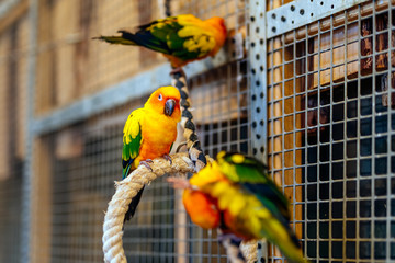 Three Sun Parakeets sitting on a perch. Aratinga solstitialis also known as the Sun Conure, vibrantly coloured parrot native to South America