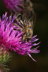 Bee, Honeybee, Apis, Thistle, Nectar, Honey, Thuringia, Germany, Europe