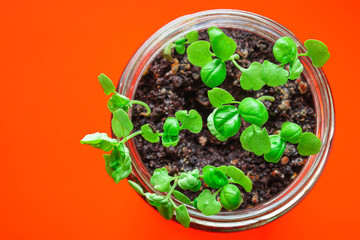 basil, young plant green seedlings, microgreens Menu concept. food background. top view copy space for text keto or paleo diets