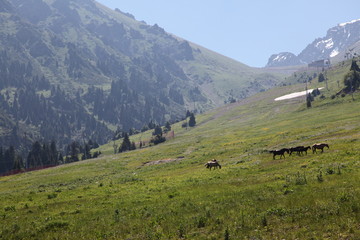 Fototapeta na wymiar Almaty, Kazakhstan, July 8, 2019: Mountain View near Medeo