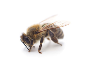 One small bee.