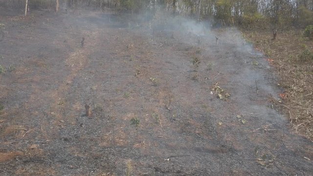 Global warming crisis. Slash and burn agriculture. Climate change, deforestation. Footage 4k