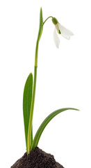 One white snowdrop.