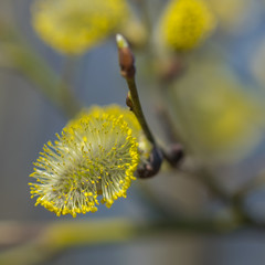 Flowering willow twigs on a bright sunny spring day.