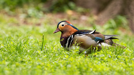 Male mandarin duck, aix galericulata, walking on green grass in summertime with copy space....