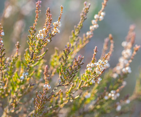 Calluna vulgaris , heather, evergreen shrub on wooden background closeup.