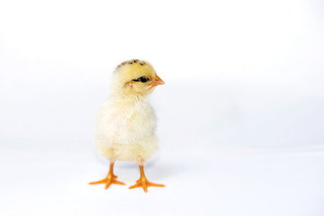 Little fluffy chicken stands on a white background.