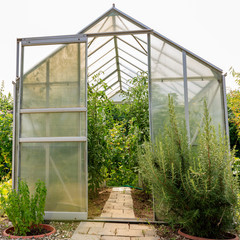 glass greenhouse in garden with green plants