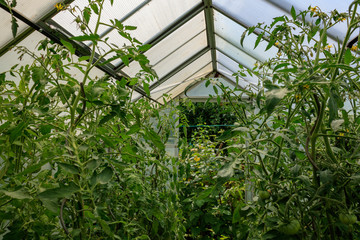Tomato plants growing in small greenhouse in Germany