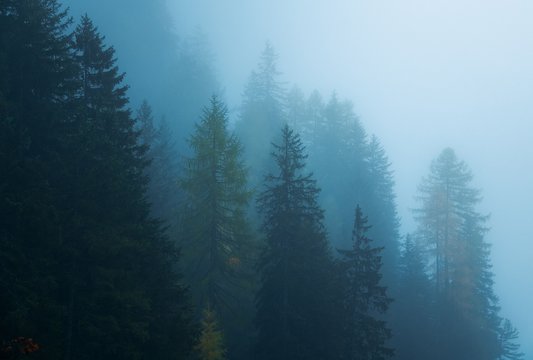 Dolomites foggy forest © rabbit75_fot