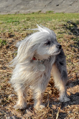 Small dog is posing on camera while walking in the windy weather.