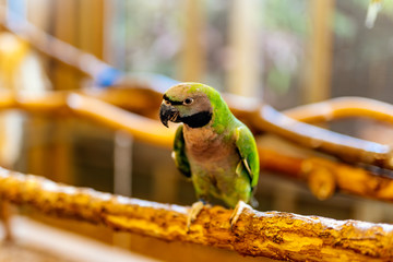 One green Nanday Parakeet sitting on a perch. Aratinga Nenday from Psittacidae family, vibrantly green coloured parrot native to South America