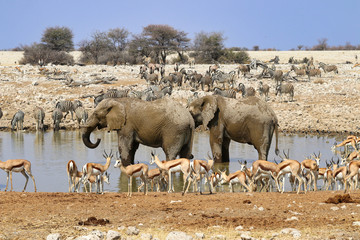 Obraz premium African elephants (Loxodonta africana) at the waterhole - Namibia Africa 