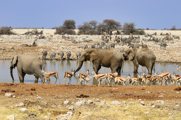 African elephants (Loxodonta africana) at the waterhole - Namibia Africa 