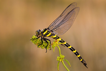 Golden ringed dragonfly, cordulegaster boltonii, in summer. Full body of an insect predator from side view. Close-up of wildlife sitting still with natural background. © WildMedia