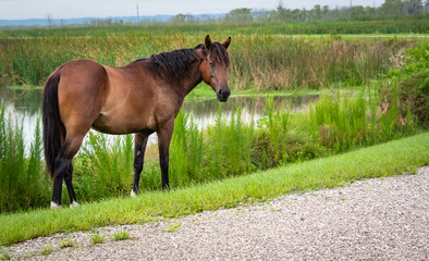 Wild free ranging horses in wetlands park in Gainesville Florida.