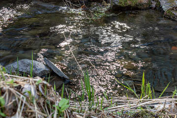Gewässer und Auen im Naturschutzgebiet