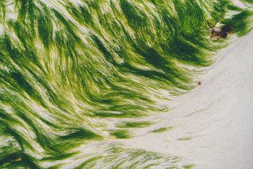 Green algae on the sandy shore