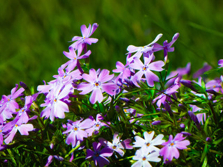 Flowers Purple Moss 