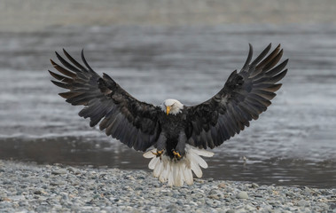 Spread Eagle
