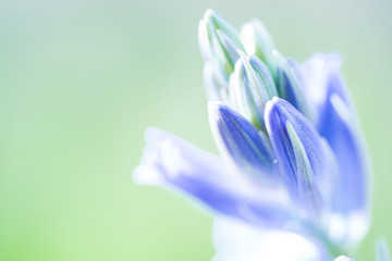 Wild flower. Bluebell or Wild Hyacinth. hyacinthoides non-scripta